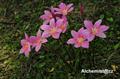 Zephyranthes Grandiflora